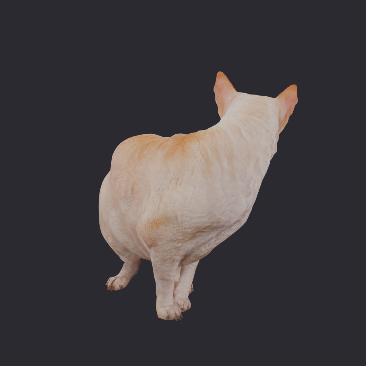 Cornish Rex — Cream Coat, Turning Pose — thumbnail 3