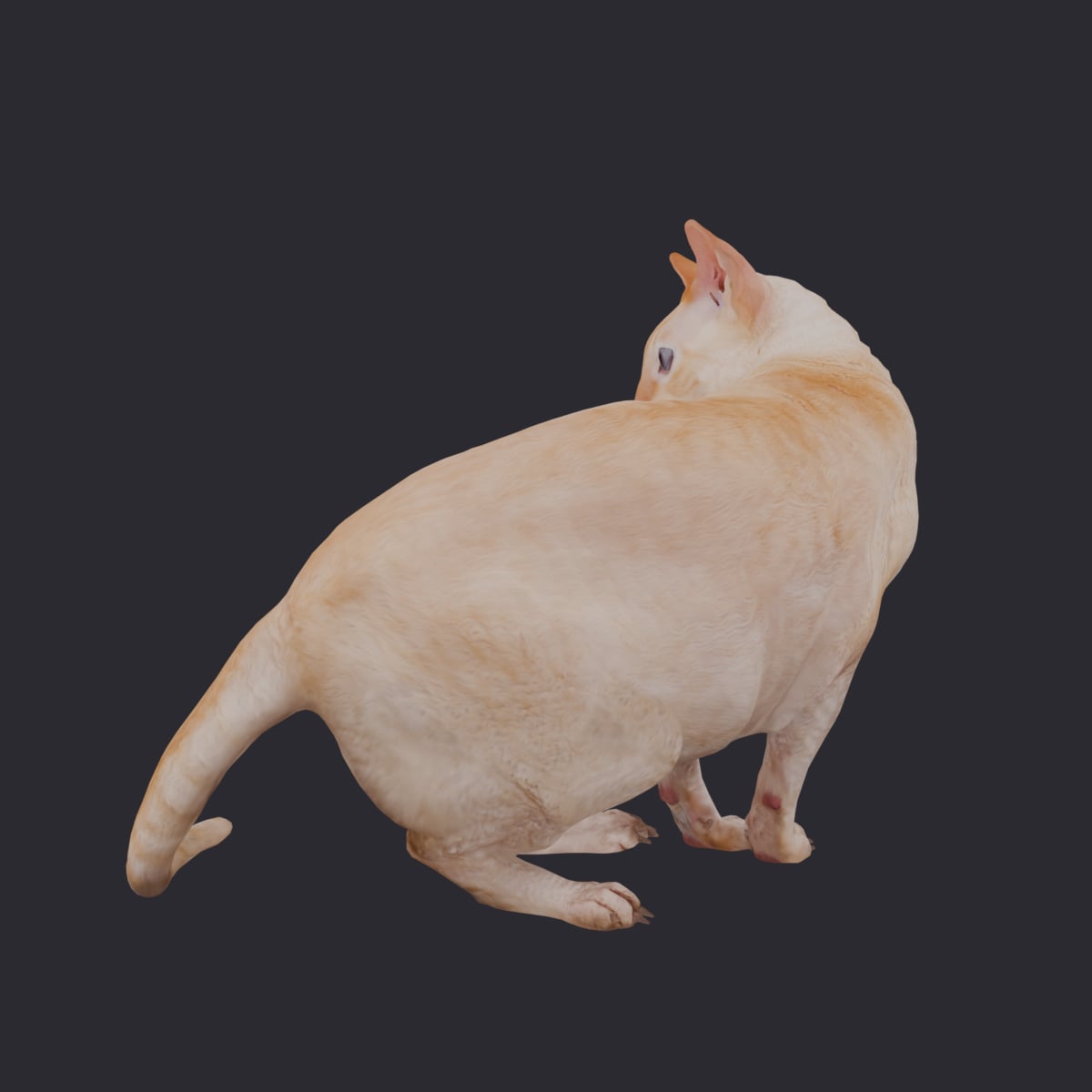 Cornish Rex — Cream Coat, Turning Pose — thumbnail 2