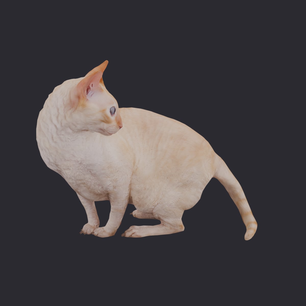 Cornish Rex — Cream Coat, Turning Pose — thumbnail 4