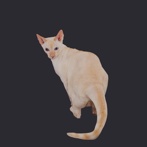 Cornish Rex — Cream Coat, Turning Pose
