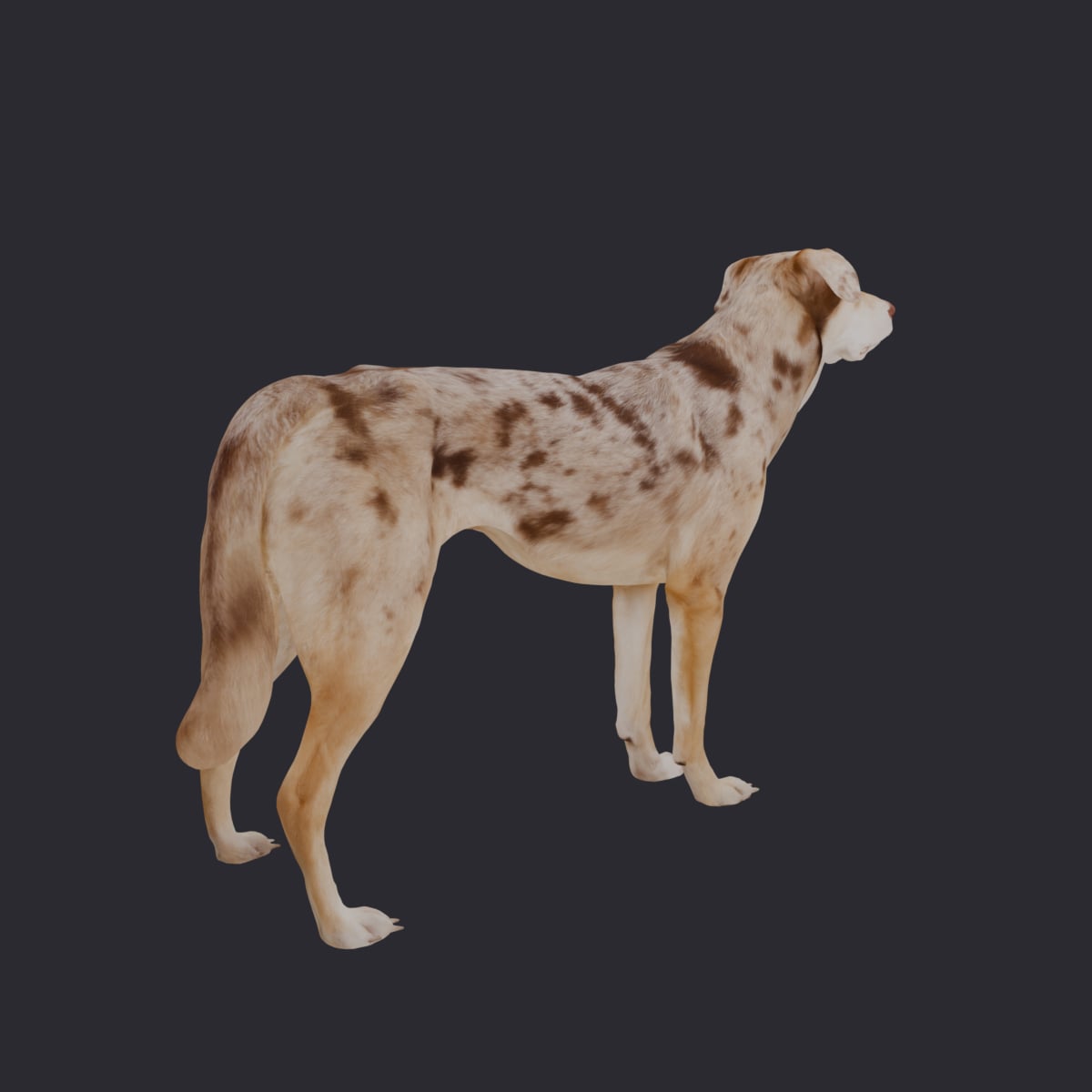 Catahoula Leopard Dog — Standing Pose 3D Model — thumbnail 3