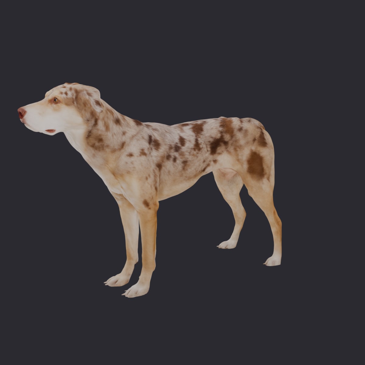 Catahoula Leopard Dog — Standing Pose 3D Model