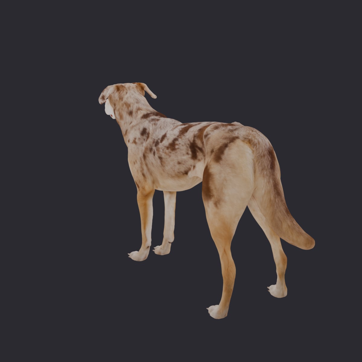 Catahoula Leopard Dog — Standing Pose 3D Model — thumbnail 2
