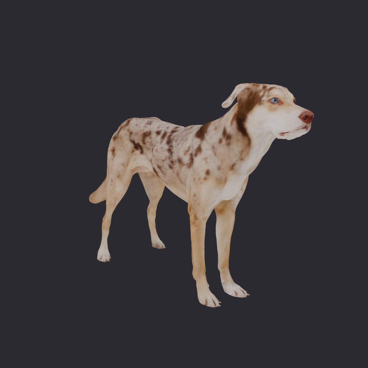 Catahoula Leopard Dog — Standing Pose 3D Model — thumbnail 4