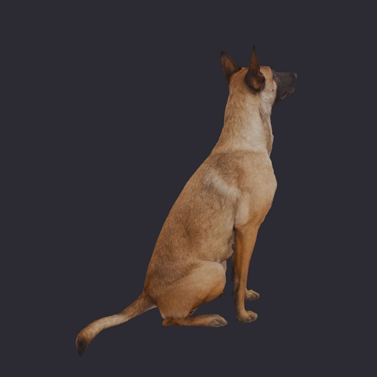 Belgian Malinois — Sitting Pose — thumbnail 3