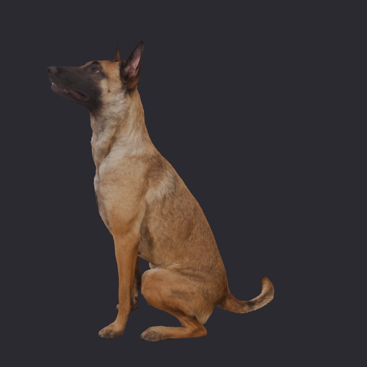 Belgian Malinois — Sitting Pose