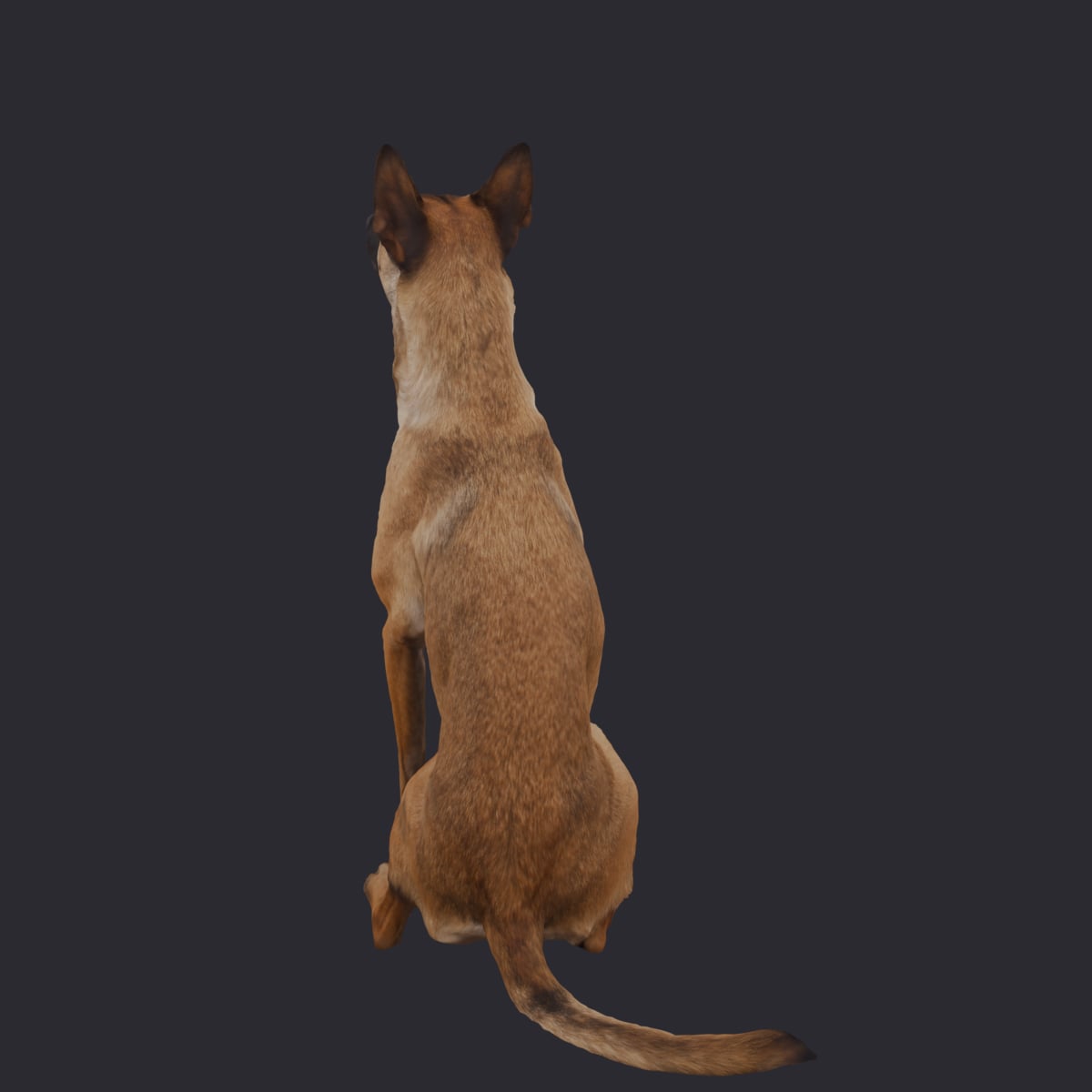 Belgian Malinois — Sitting Pose — thumbnail 2
