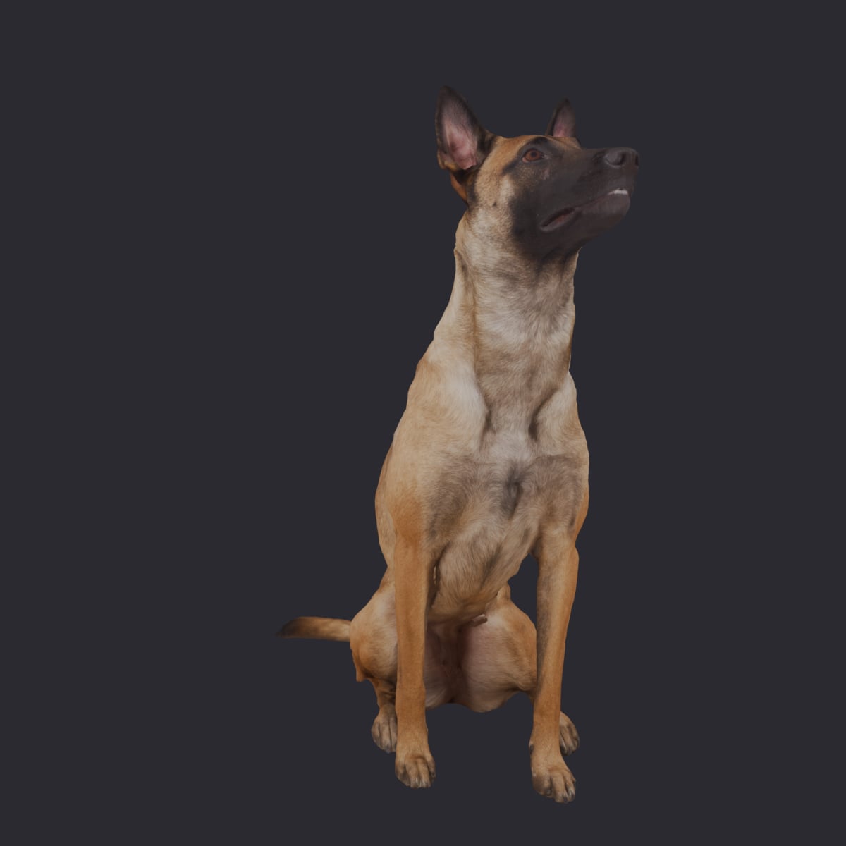 Belgian Malinois — Sitting Pose — thumbnail 4