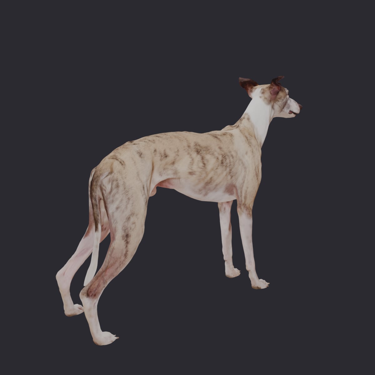 Whippet — Standing Show Pose, Brindle & White — thumbnail 3