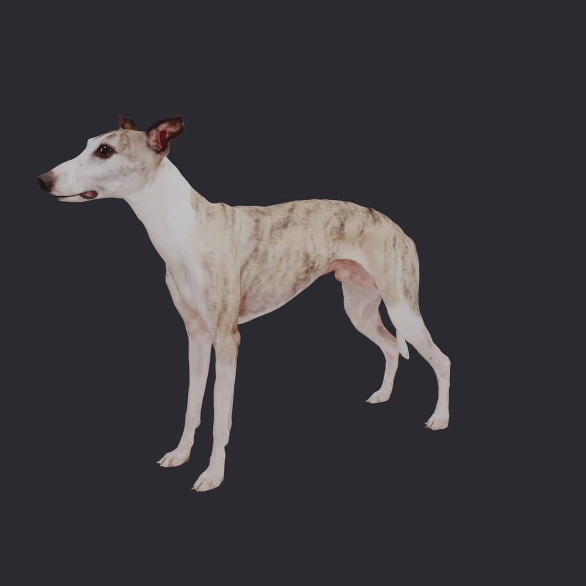 Whippet — Standing Show Pose, Brindle & White