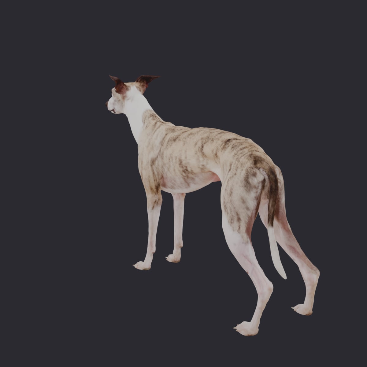 Whippet — Standing Show Pose, Brindle & White — thumbnail 2