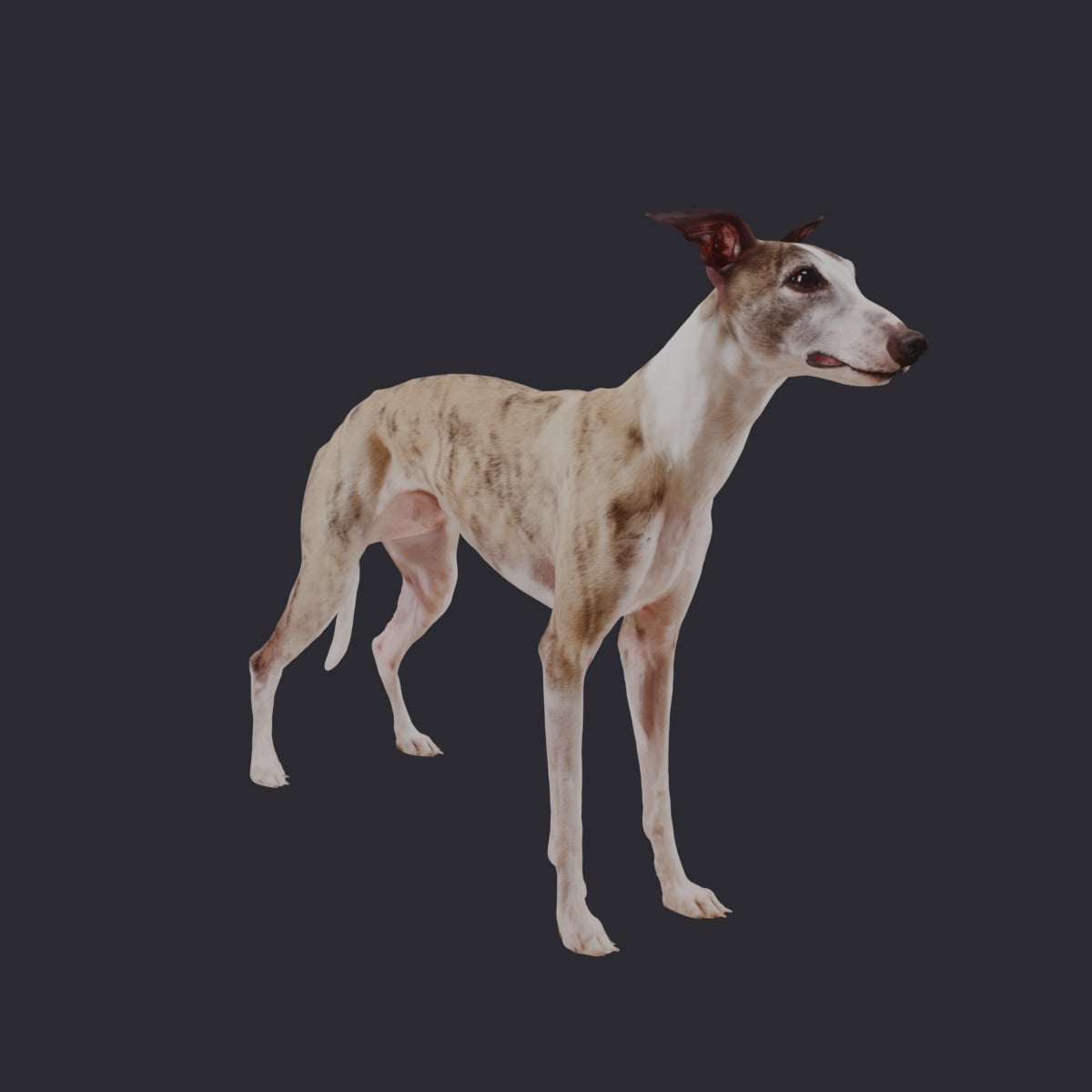 Whippet — Standing Show Pose, Brindle & White — thumbnail 4