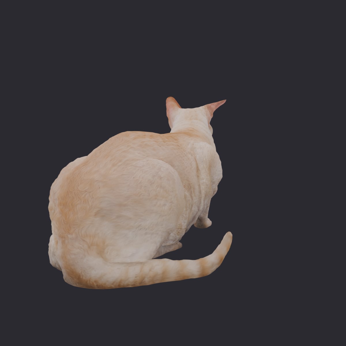 Cornish Rex — Crouching Pose — thumbnail 3