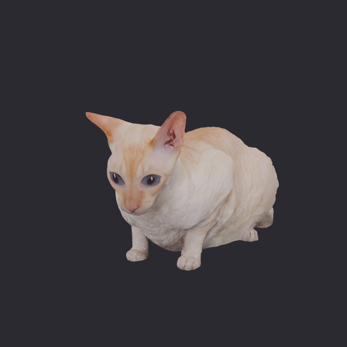 Cornish Rex — Crouching Pose — thumbnail 1