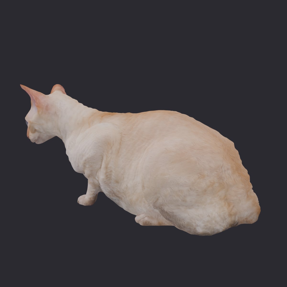 Cornish Rex — Crouching Pose — thumbnail 2