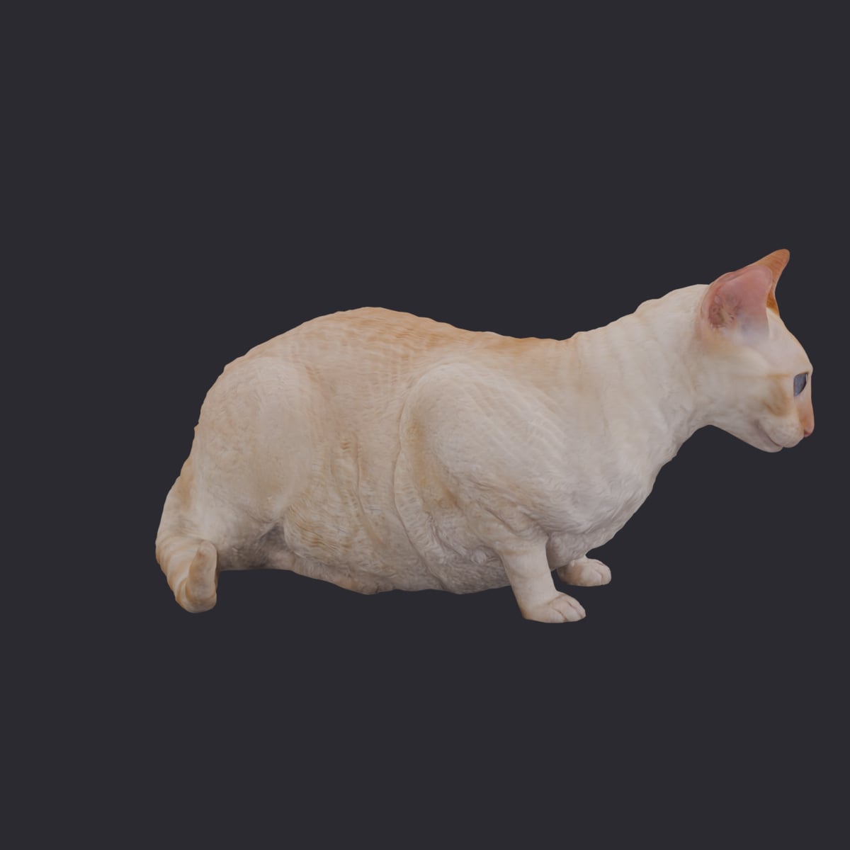 Cornish Rex — Crouching Pose — thumbnail 4