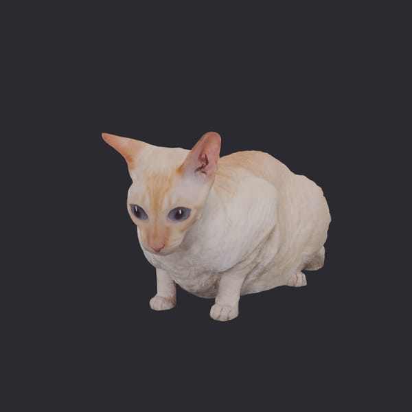 Cornish Rex — Crouching Pose
