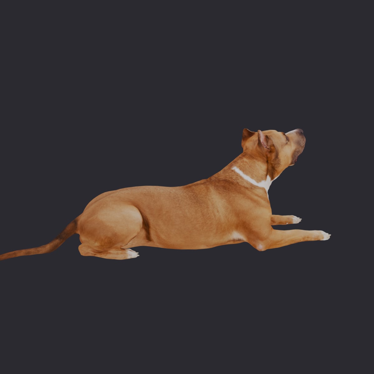American Staffordshire Terrier — Lying Pose — thumbnail 3