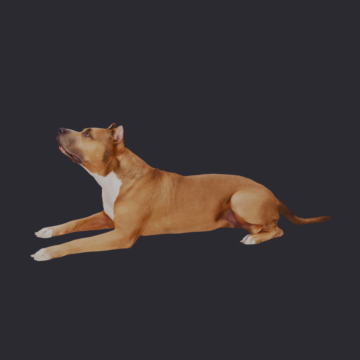 American Staffordshire Terrier — Lying Pose — thumbnail 1