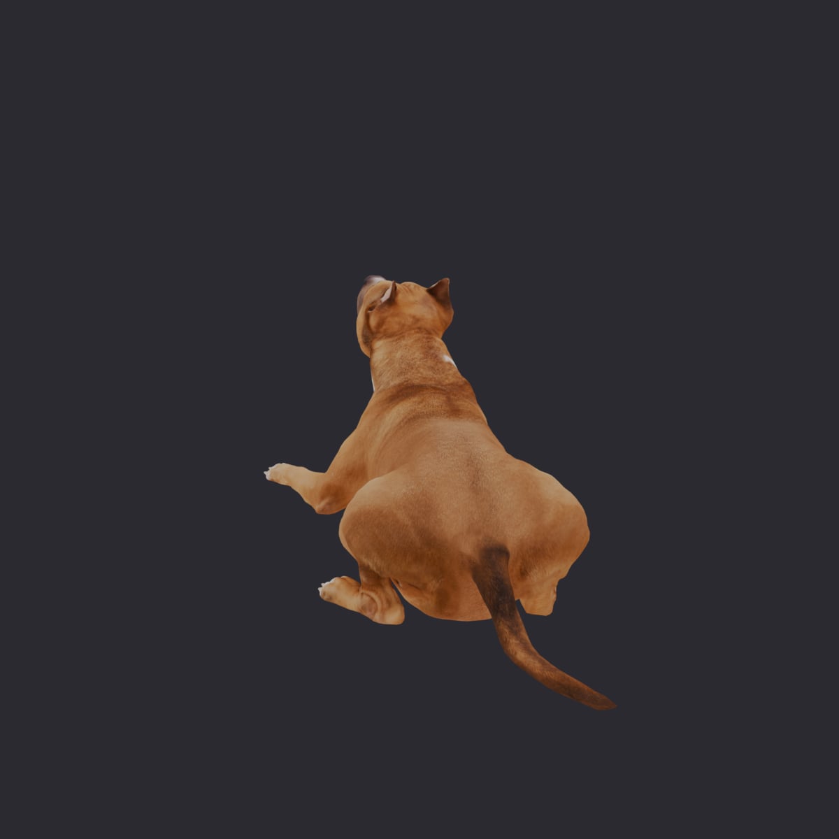 American Staffordshire Terrier — Lying Pose — thumbnail 2