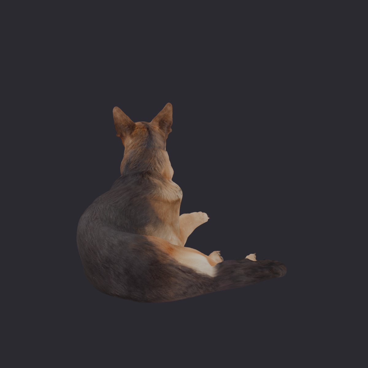 German Shepherd — Lying Down Pose — thumbnail 3