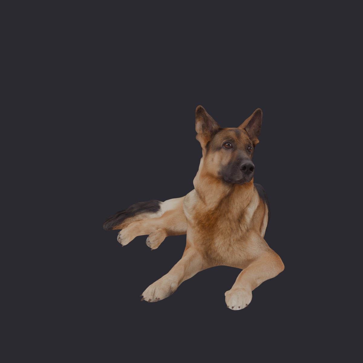 German Shepherd — Lying Down Pose