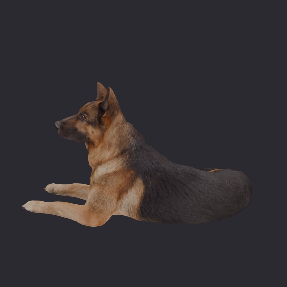 German Shepherd — Lying Down Pose — thumbnail 2