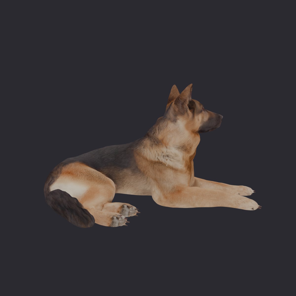 German Shepherd — Lying Down Pose — thumbnail 4