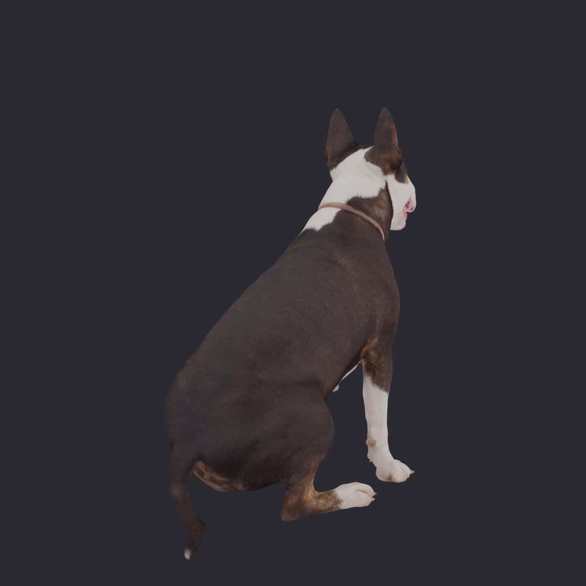 Bull Terrier — Sitting Pose with Collar — thumbnail 3