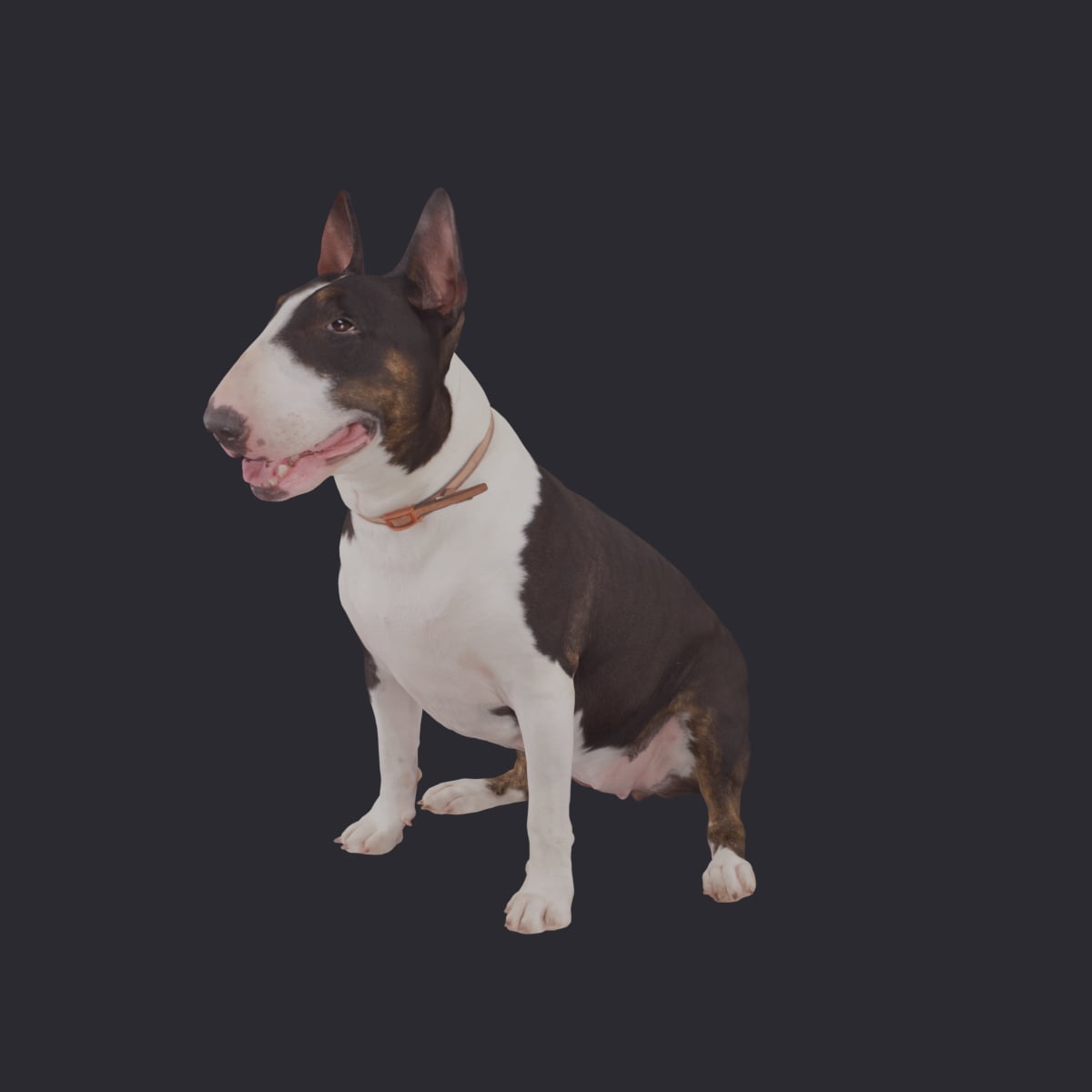 Bull Terrier — Sitting Pose with Collar