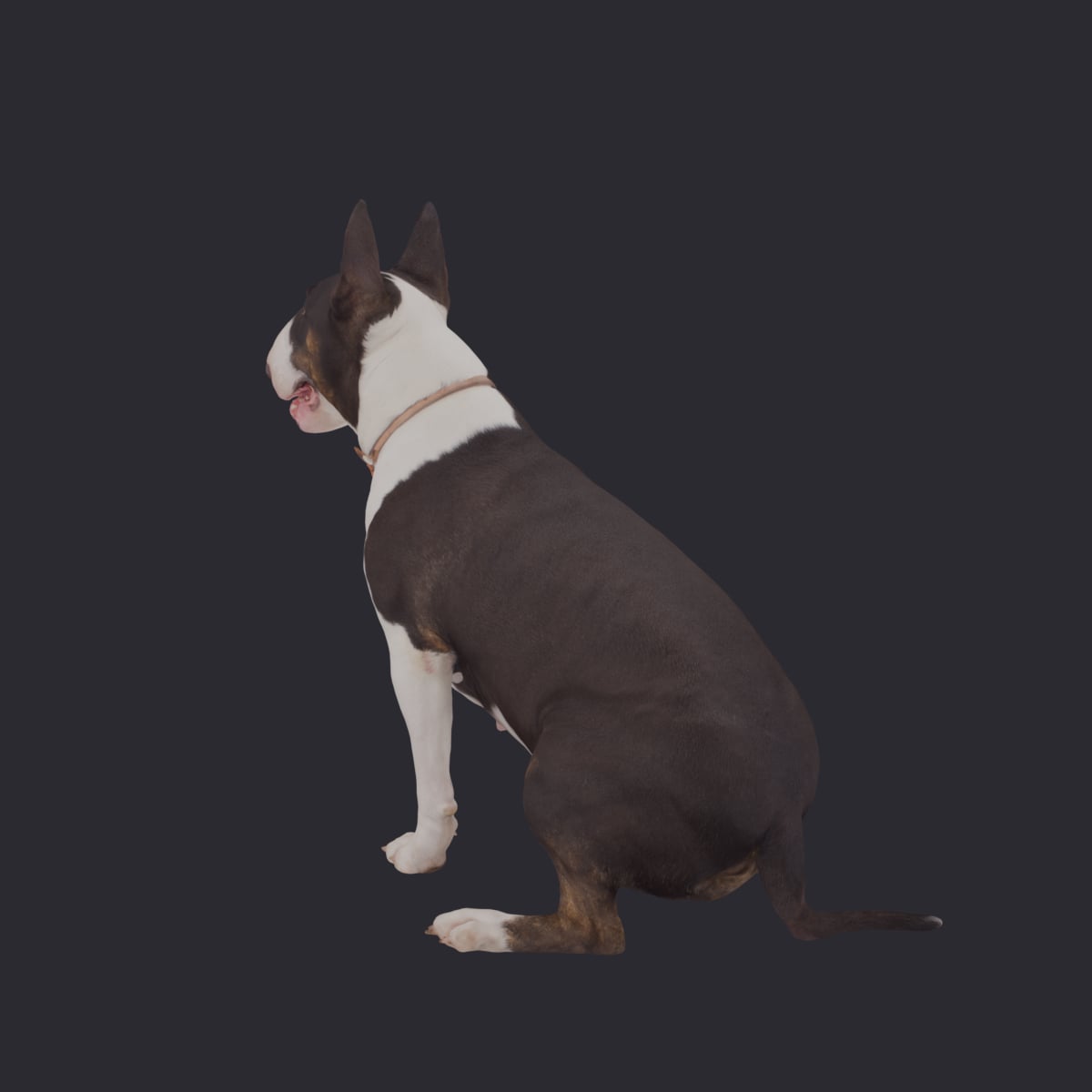 Bull Terrier — Sitting Pose with Collar — thumbnail 2