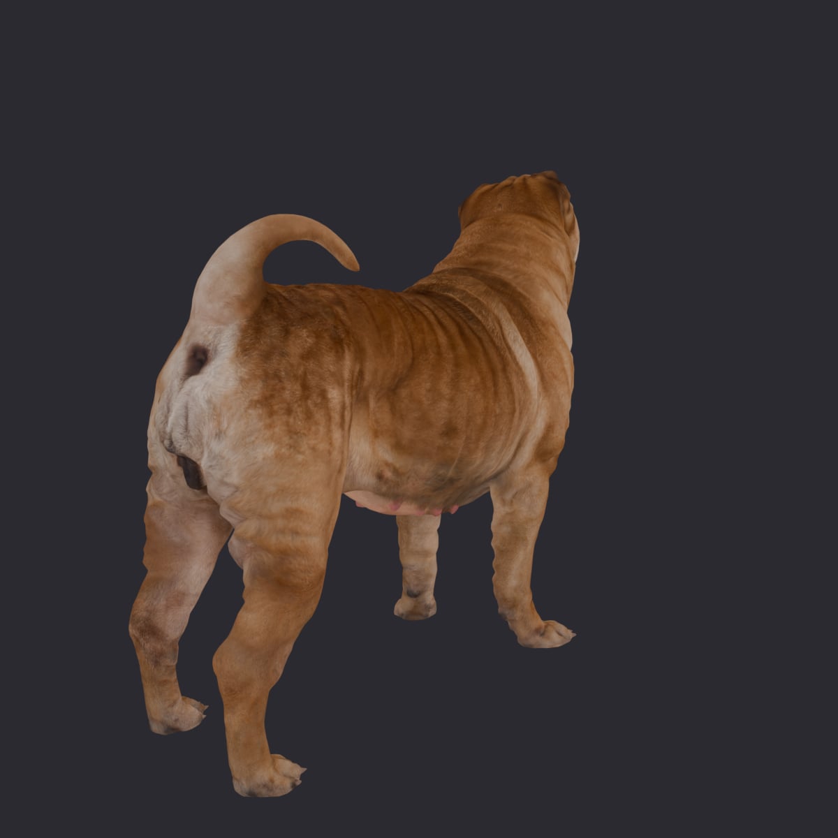 Shar Pei — Standing Pose, Tongue Out — thumbnail 3