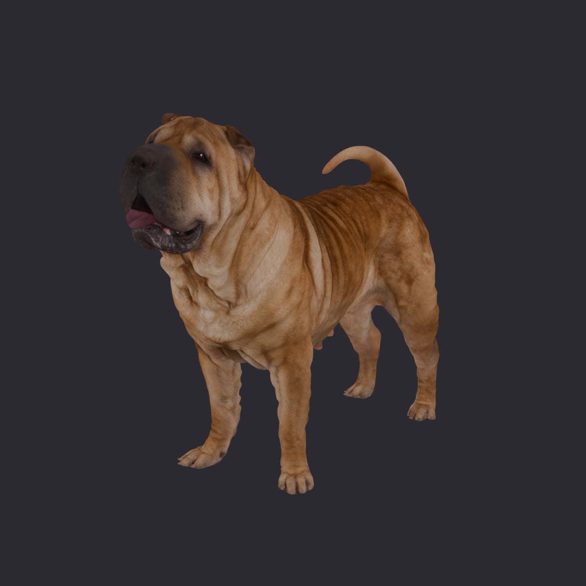 Shar Pei — Standing Pose, Tongue Out — thumbnail 1
