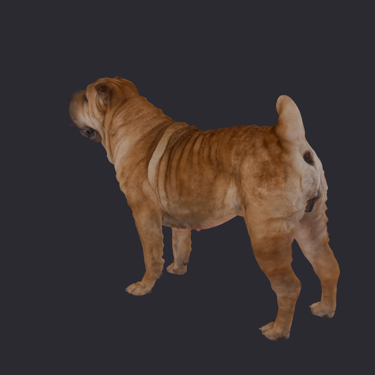 Shar Pei — Standing Pose, Tongue Out — thumbnail 2