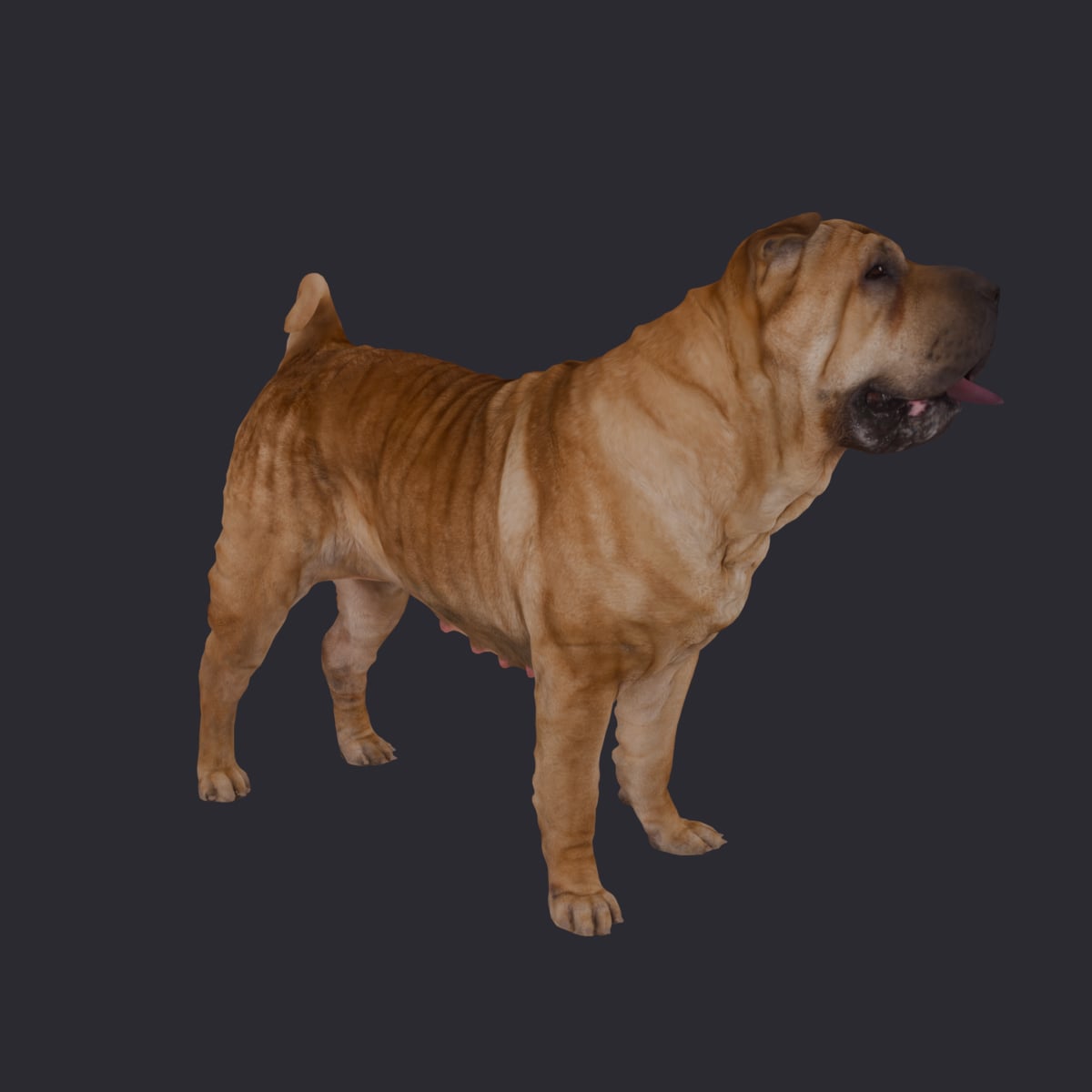 Shar Pei — Standing Pose, Tongue Out — thumbnail 4