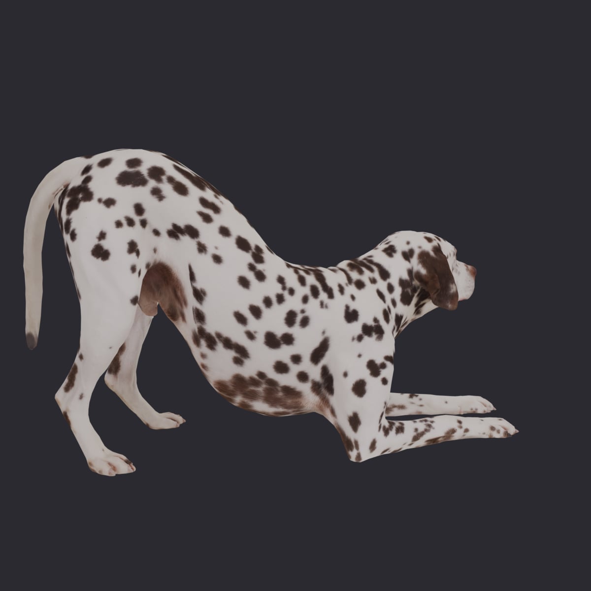 Dalmatian — Play Bow Pose, Liver Spots — thumbnail 3