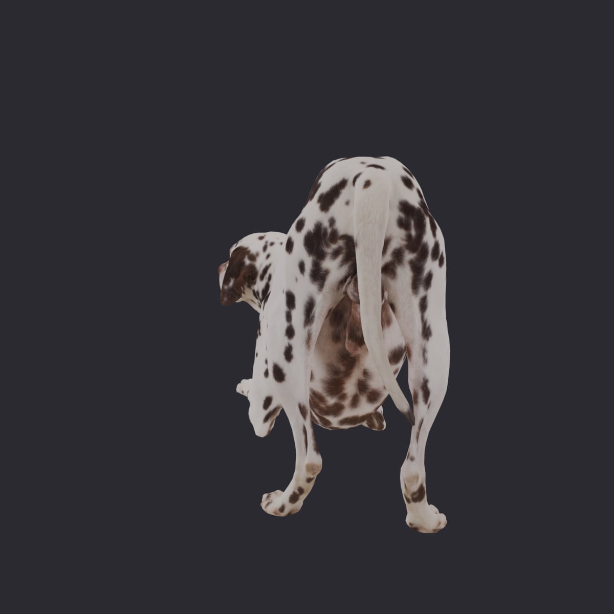 Dalmatian — Play Bow Pose, Liver Spots — thumbnail 2