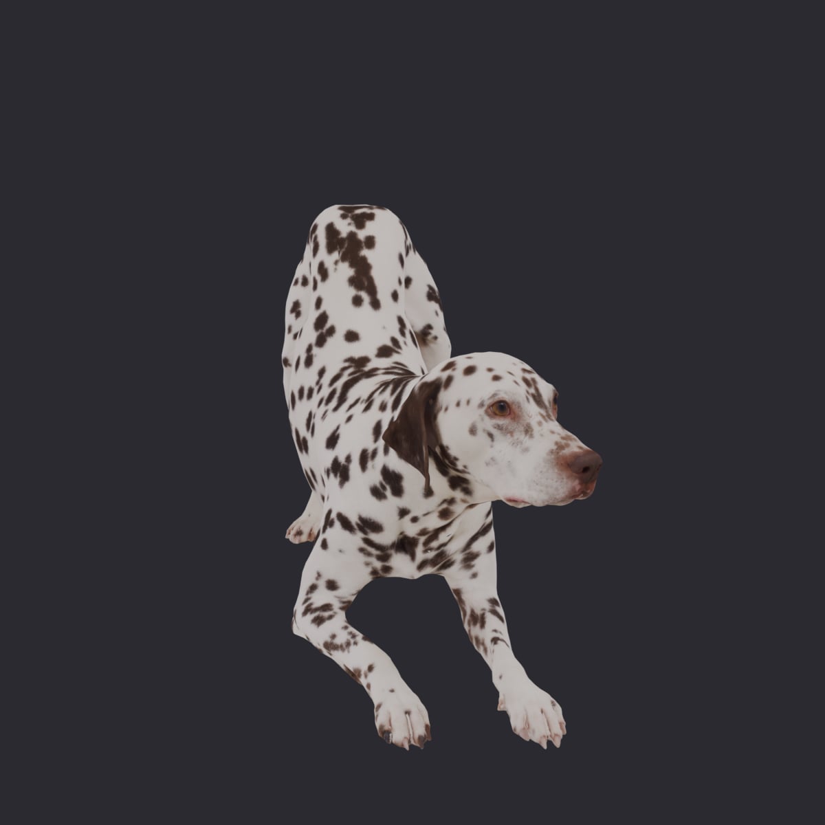 Dalmatian — Play Bow Pose, Liver Spots — thumbnail 4