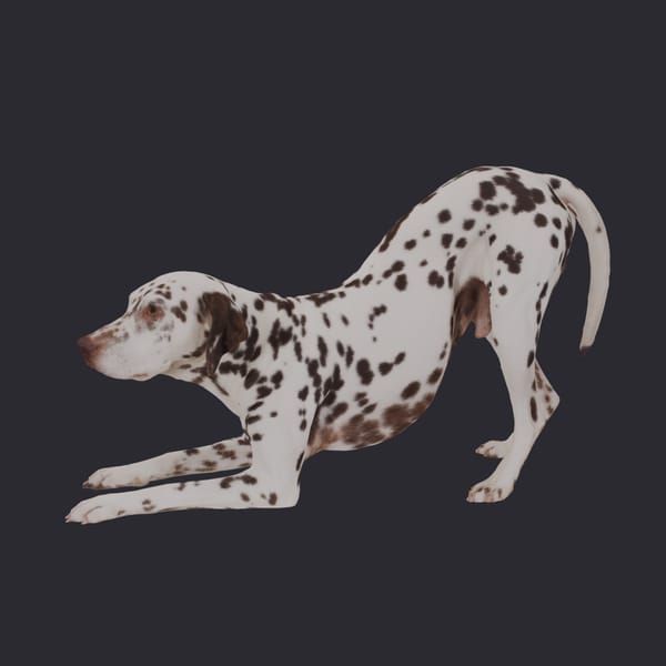 Dalmatian — Play Bow Pose, Liver Spots
