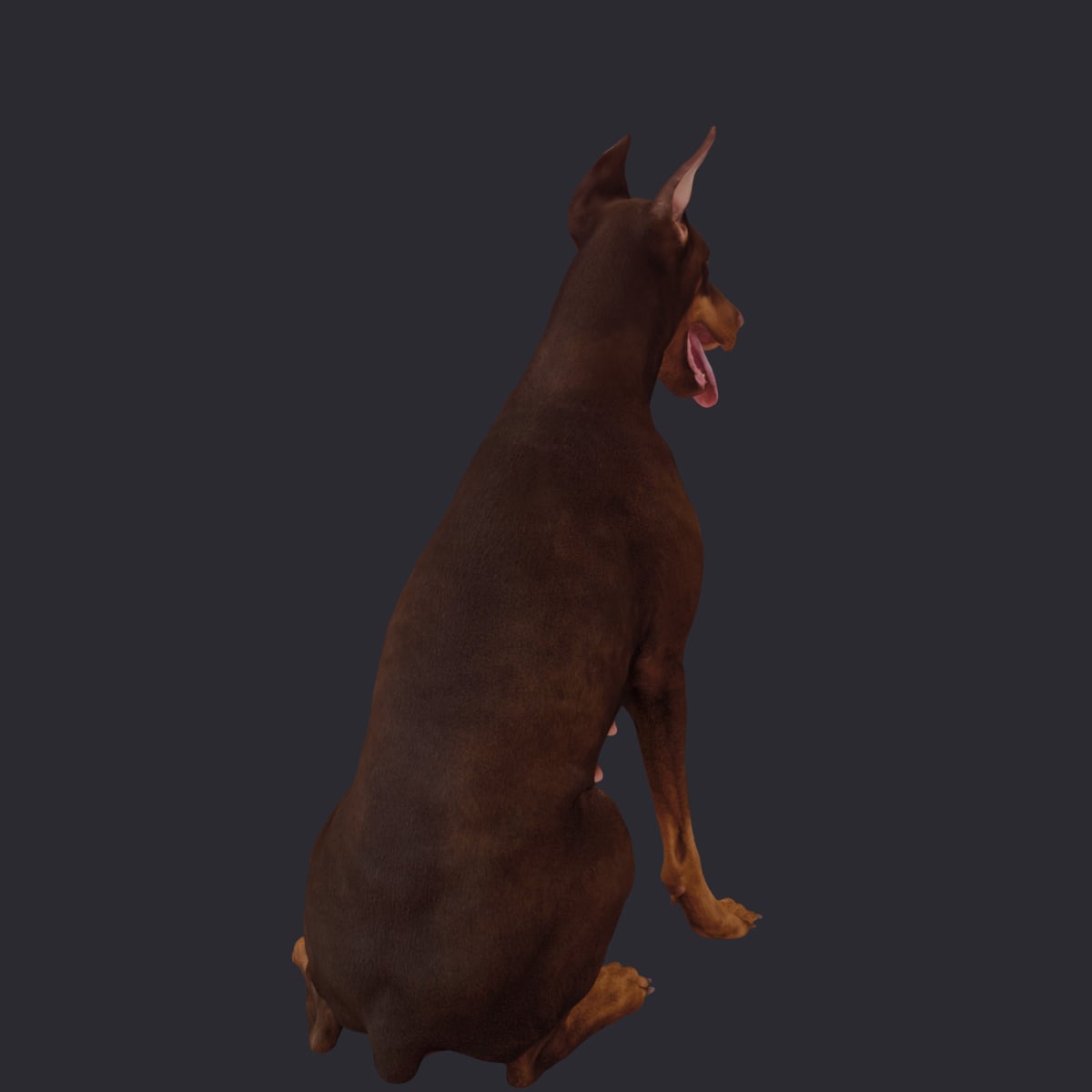 Doberman Pinscher — Sitting Pose, Cropped Ears — thumbnail 3