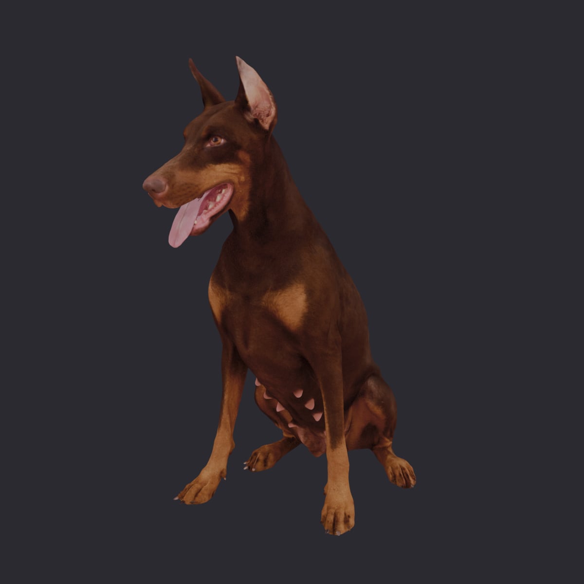 Doberman Pinscher — Sitting Pose, Cropped Ears