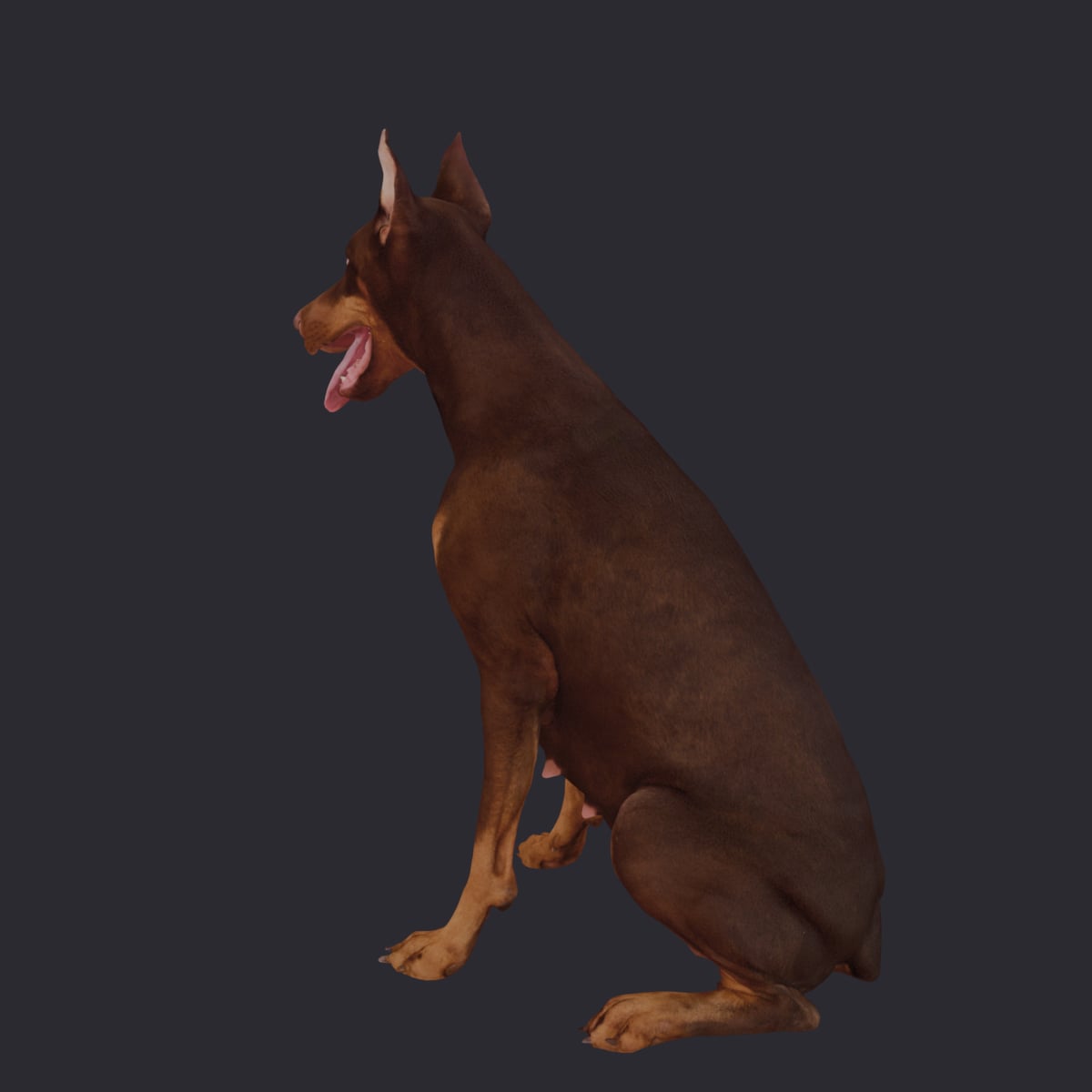 Doberman Pinscher — Sitting Pose, Cropped Ears — thumbnail 2
