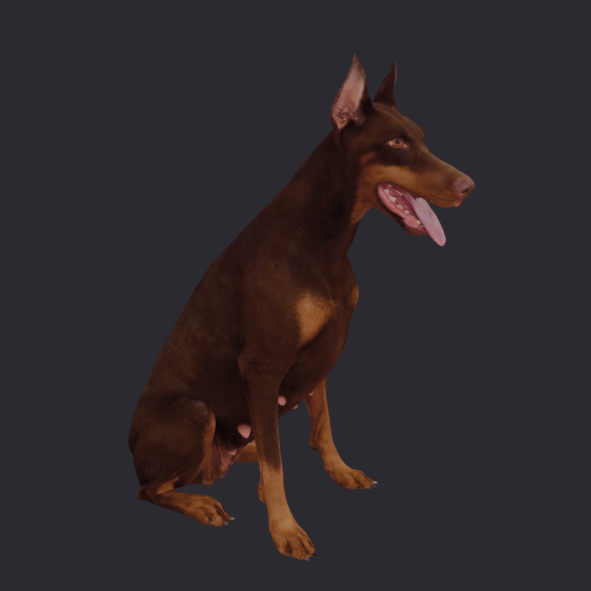 Doberman Pinscher — Sitting Pose, Cropped Ears — thumbnail 4