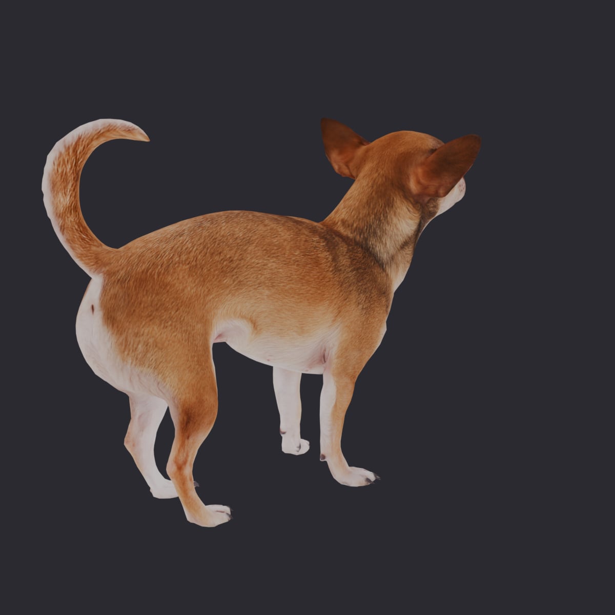 Chihuahua — Standing Pose, Alert — thumbnail 3