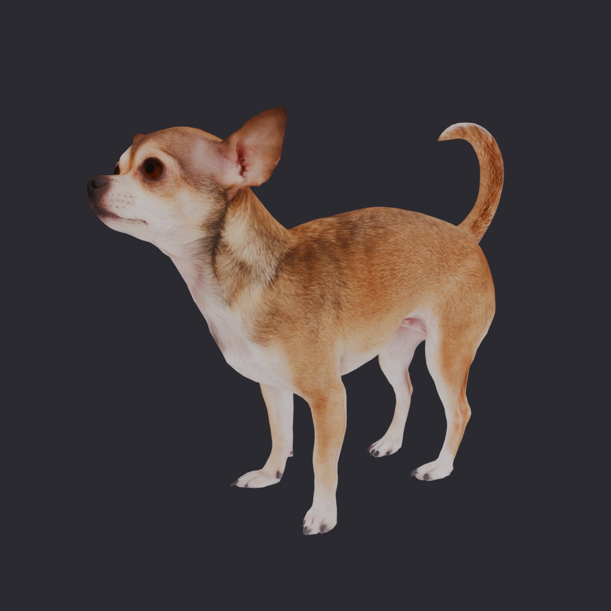 Chihuahua — Standing Pose, Alert — thumbnail 1