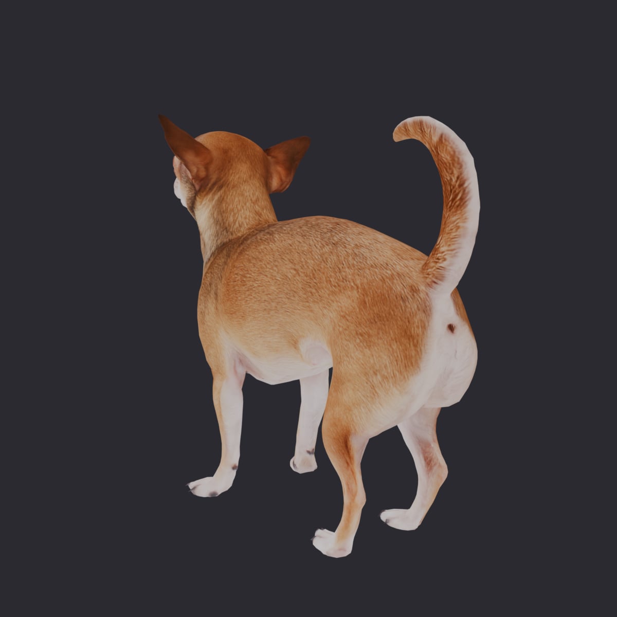 Chihuahua — Standing Pose, Alert — thumbnail 2