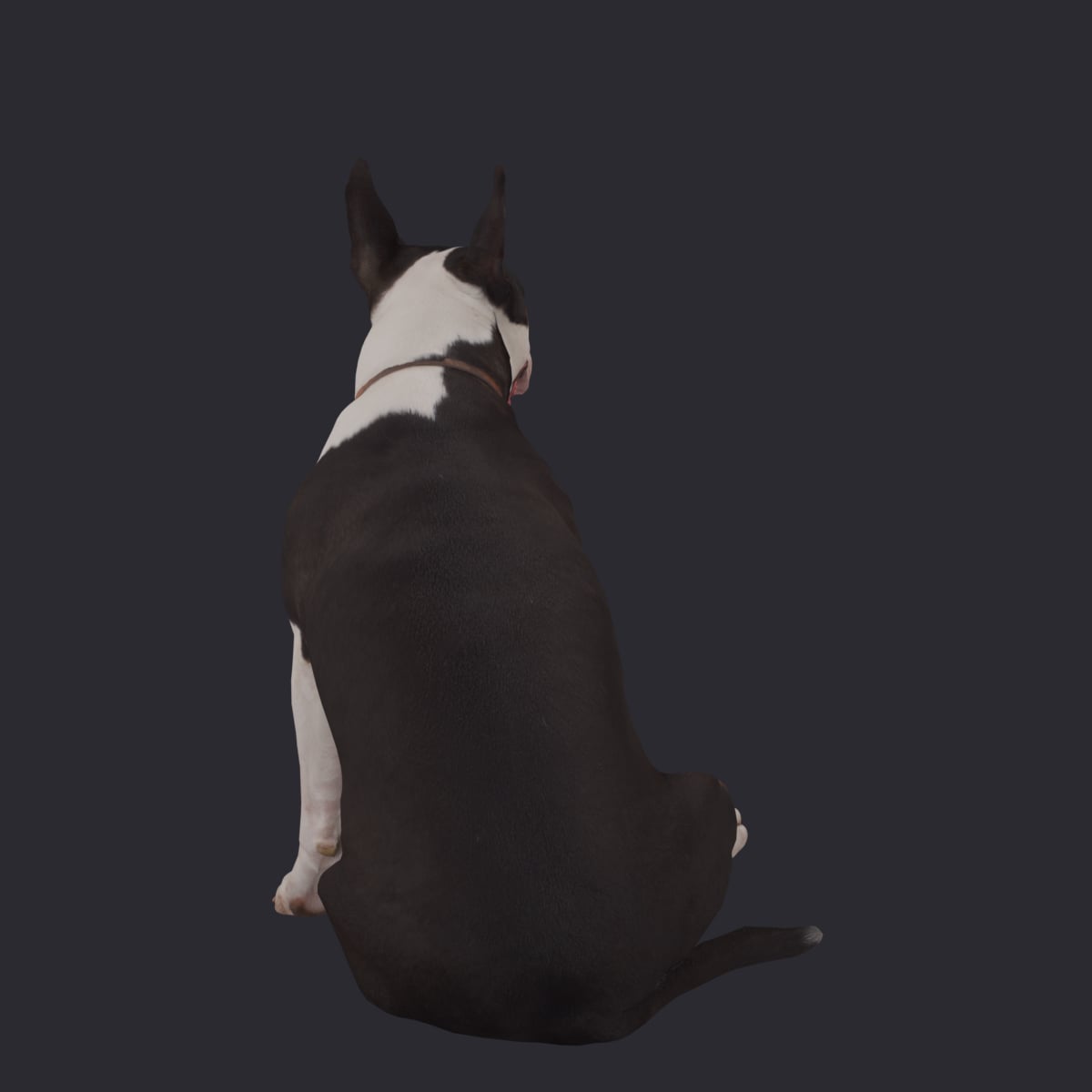 Bull Terrier — Sitting Pose — thumbnail 3