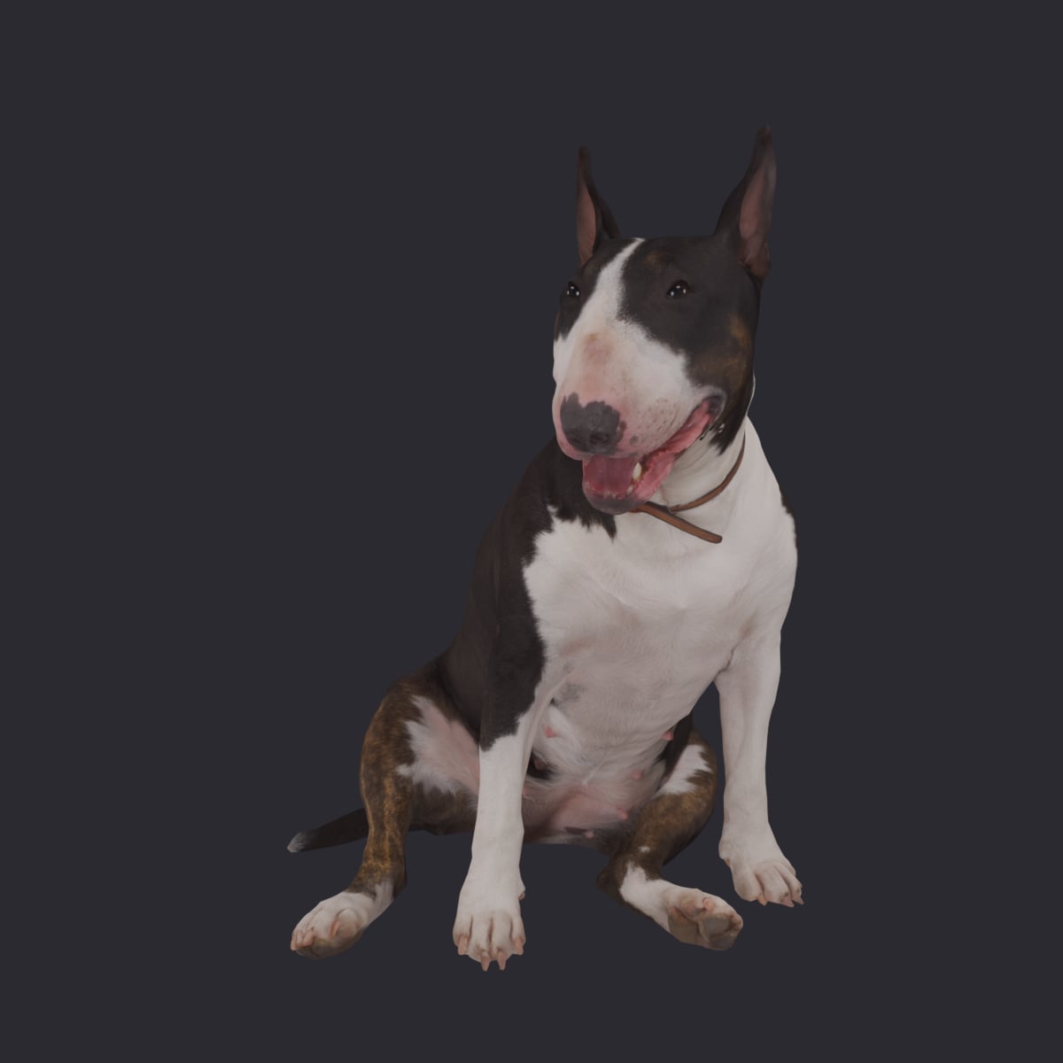 Bull Terrier — Sitting Pose