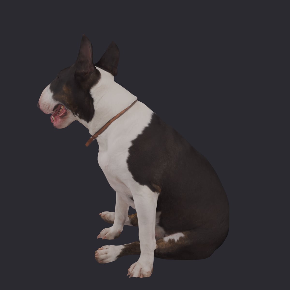 Bull Terrier — Sitting Pose — thumbnail 2