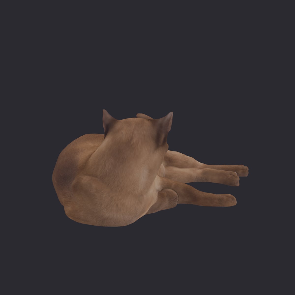 Burmese Cat — Curled Lying Pose — thumbnail 3